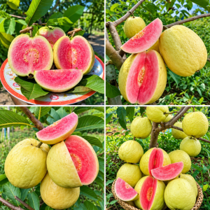 ইয়েলো পিঙ্ক পেয়ারা গাছ