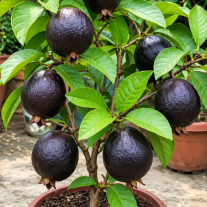 ব্লাক ডাইমন পেয়ারা গাছ
