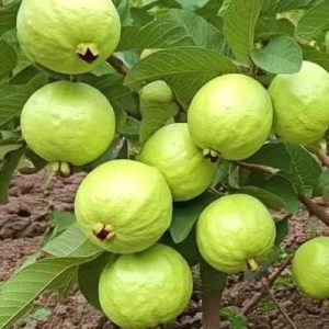 বারো মাসি থাই পেয়ারা গাছ